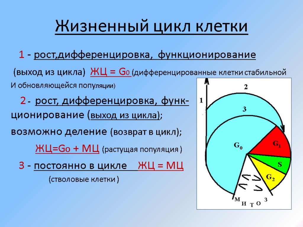 Жизненный цикл клетки 1 - рост,дифференцировка, функционирование (выход из цикла) ЖЦ = G0 (дифференцированные